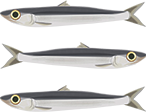 Anchovy