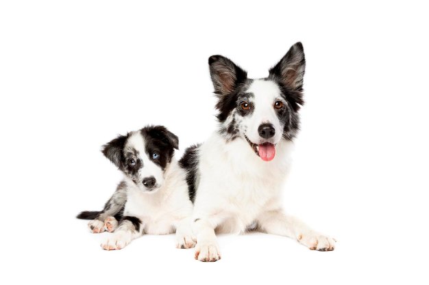 Yetişkin Köpeklerde Dengeli Beslenme: Enerji, Protein ve Vitamin İhtiyaçları